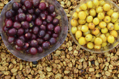 Kaffeewissen – von der Plantage in die Tasse